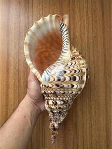 สร้อยเปลือกหอยหอยสังข์แบบพรีเมี่ยมเครื่องประดับแฟชั่นงานหัตถกรรมสร้อยคอจัดแสดงสินค้าส่งออก - Product Image 2