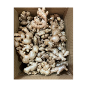 Fabricante vietnamita de jengibre fresco exportado, jengibre seco, jengibre de alta calidad - Product Image 4