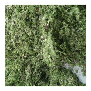 ผงสาหร่ายสีเขียวออแกนิค ulva Lactuca สินค้าส่งออกจากประเทศเวียดนาม - Product Image 2
