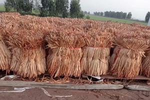 Materia prima natural de precio barato de Vietnam-Jacinto de agua seca para hacer artesanías-Grandes cantidades para exportación - Product Image 6