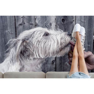 Tapis imprimé : des designs uniques pour chaque espace, avec un tapis moelleux à poils longs - Product Image 5