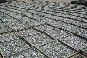 Hot Crispy Dry anchoa Hacer bocadillo y comida principal con súper buen precio de la provincia de Ca Mau en Vietnam - Product Image 6