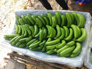 Banana Cavendish fresca de primera calidad de proveedores de confianza de Vietnam con la mejor oferta/Banana fresca lista para su envío con la mejor oferta - Product Image 5