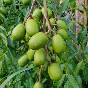 น้ำผลไม้แอมบาเรลล่าสีเขียว100% ธรรมชาติคุณภาพระดับพรีเมียมจากเวียดนาม - Product Image 4