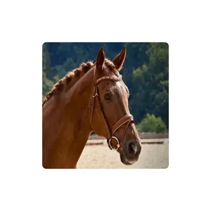 Beste Kwaliteit Groothandelsprijs Paard Lederen Hoofdstel Custom Venice Trens Hoofdstel Fabrikant Gewichtsvermindering