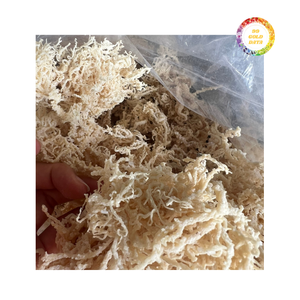 Musgo marino irlandés seco de alta calidad para exportación Fuente caribeña Perfecto para venta minorista y fabricación a bajo costo - Product Image 4