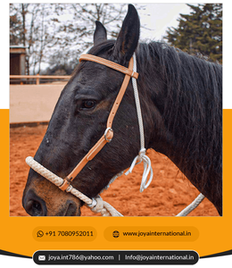 Western Equestrian Horse Leather Bridle Heavy Duty Rawhide Bosal Western Horse Breaking Training Hackamore réduction de poids - Product Image 4