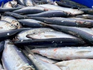 Hareng congelé de qualité supérieure, processus BQF, poisson entier, à vendre - Product Image 2