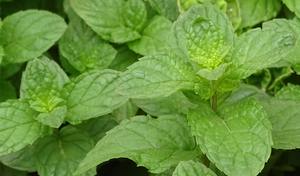 ใบสะระแหน่แห้งคุณภาพพรีเมียม สำหรับชาสมุนไพร เครื่องปรุงรสอาหาร และการปรุงแต่งรสชาติแบบธรรมชาติ มีจำหน่ายในราคาที่เข้าถึงได้ - Product Image 3