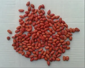 Chất Lượng Tươi Kernal Khô Java Đậu Phộng Ấn Độ Lớp Đất Hạt Kacang Tanah Đậu Phộng Có Sẵn Tại Giá Cả Hợp Lý - Product Image 4