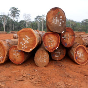 Troncos de caucho para vigas y postes Suministro mayorista de grado de carpintería de origen europeo para exportación en todo el mundo Varias aplicaciones - Product Image 6