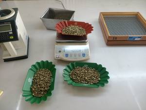 Vietam Robusta arabica เกรด1ทำความสะอาดแบบเปียกผลิตโดยโรงงาน vilaconic + 84398885178 - Product Image 4