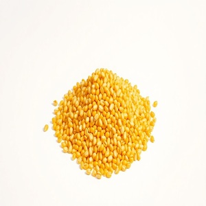 ข้าวโพดเหลืองแห้งสำหรับอาหารสัตว์ |   ข้าวโพดเหลืองเกรดอาหารสัตว์ จำหน่ายจำนวนมาก - Product Image 3