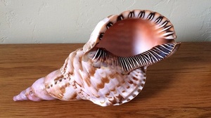 Vỏ sò tự nhiên 100% chất lượng cao, số lượng lớn, đã làm sạch khô, vỏ sò trống dùng làm đồ thủ công và quà lưu niệm - Product Image 2