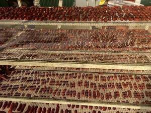 A granel sin azúcar suave secado plátano entero saludable prebiótico mejor precio Vietnam proveedor producto frutas - Product Image 4