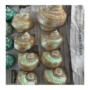 99 Gold Data Vietnam Exportateur de coquille de conque pour une utilisation intérieure en couleurs vert blanc pour les concepteurs de coquille créatifs - Product Image 6