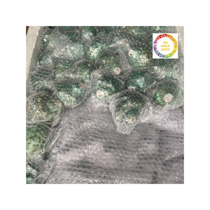 Concha Marina natural pulida a mano con Turbo verde auténtica de Vietnam, ideal para decoración y artesanía de 99 Gold Data - Product Image 2