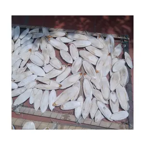 Food For Pet and Bird Wholesale Natural Cuttlefish Bone: High-Quality at Competitive Prices - 99 GD Company