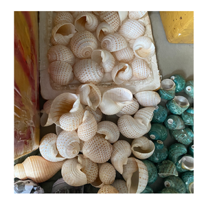 เปลือกหอยสารพันที่สวยงามเหมาะสำหรับงานศิลปะตามสั่งงานฝีมือชายฝั่งและแนวคิดการตกแต่งภายใน - Product Image 6