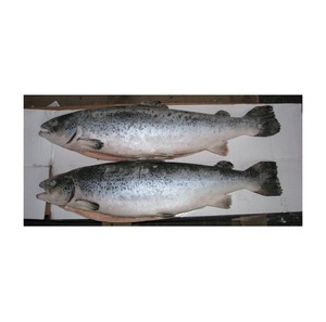 Salmón Fresco Natural al por Mayor de Fábrica, Proceso BQF, Envasado al Vacío Entero, Grado Superior, Orgánico - Product Image 2