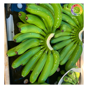 Vente de gros Banane Cavendish en vrac, banane verte fraîche naturelle non mûre 13kg, idéale pour la transformation des aliments - Product Image 1