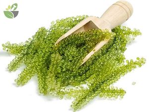 TOP PRODUIT 2024-RAISINS DE MER FRAIS EN GROS/CAVIAR VERT BON PRIX - Product Image 4