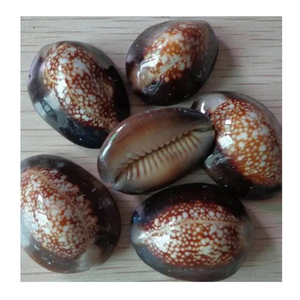 Conchas marinas de cauri pulidas al por mayor en blanco, amarillo y negro-Conchas de animales del océano a granel para la fabricación de artesanías de 99 Gold Data - Product Image 1