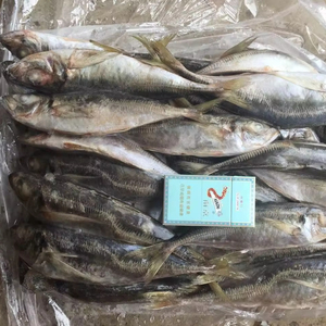 Sea Frozen Whole Round Jack mackerel / Horse mackerel Fish para la venta de cebo Big Eye SCAD Round SCAD China Seafoods - Product Image 3