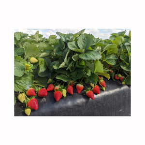 Fraises biologiques, fruits frais, saveur naturelle et sucrée, produits tropicaux de première qualité, exportateurs en gros, qualité supérieure - Product Image 3