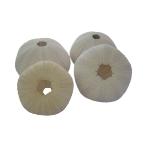 Erizo de mar Natural y joyería de estrella de mar arte de concha tallada de Indonesia SEASHELL JEWELRY - Product Image 6