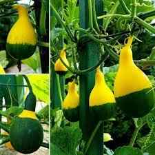 50 Seeds Rare Japanese Yellow Green Ornamental Pumpkin Seeds With Potted Soil Gift