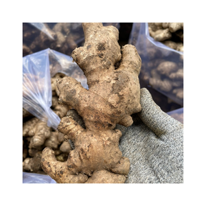 Gingembre frais de qualité avec une texture ferme et un arôme épicé naturel longue durée de conservation offert dans un emballage personnalisé pour les entreprises d'exportation - Product Image 2