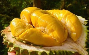 Viet Delta Best Seller Frozen Durian delicioso en suministro grande - Product Image 5