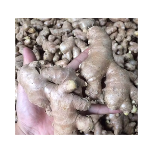 Gingembre frais en vrac du Vietnam, gingembre frais de qualité supérieure à la saveur épicée et à l'arôme riche, idéal pour les recettes culinaires et l'exportation - Product Image 4