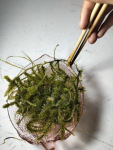 Uvas de Mar Frescas, Caviar Verde, 100% Naturales, Premium, Comestibles, para Ensaladas, Sushi, Conservación en Frío - Product Image 3