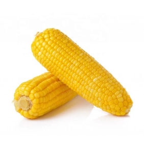 Maíz Amarillo Dulce Vegetal 100% Natural de Alta Calidad, Liofilizado, Proceso de Liofilización en China, Tipo de Envasado al Vacío, a Granel - Product Image 3