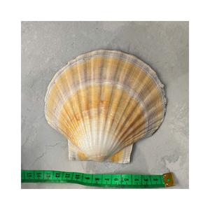 2025เปลือกหอยขนาดใหญ่หอยเชลล์สีเหลืองสีขาวทำความสะอาดตัวใหญ่ - Product Image 4