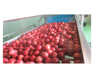 ผู้จัดจำหน่ายเสาวรสสดคุณภาพสูงจากเวียดนาม - ผลไม้ทั้งลูกสำหรับตลาดสดและการผลิตเครื่องดื่ม - Product Image 3