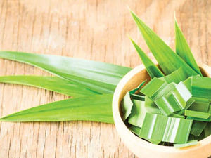 HOJAS DE PANDAN CONGELADAS CALIDAD PREMIUM AL POR MAYOR SUMINISTRO A GRANEL HIERBA AROMÁTICA NATURAL OFERTA CALIENTE PRODUCTO DE EXPORTACIÓN - Product Image 5