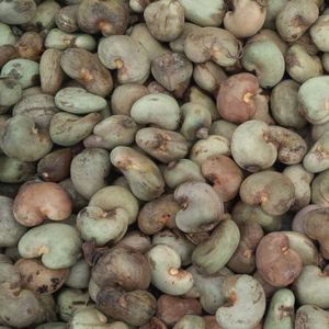 Usine de noix de cajou brutes pour l'industrie de transformation Norme de noix de cajou brutes biologiques pour l'exportation aux États-Unis - Product Image 3