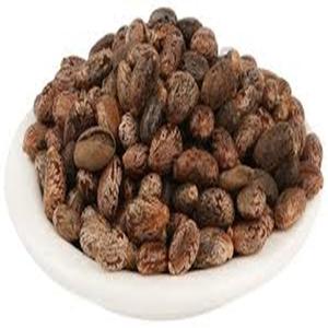 Graines de ricin indiennes pour l'exportation qualité de haute pureté garantie les commandes en gros acceptées expédition rapide et fiable - Product Image 2