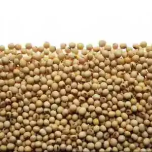 Agricultura Frijoles Soja Proteína NO OGM Soja amarilla seca Granos de alto grado Semilla Soja pakistaní