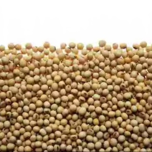 เกษตรถั่วถั่วเหลือง NON GMO โปรตีนถั่วเหลืองสีเหลืองแห้งเมล็ดพืชคุณภาพสูงถั่วเหลืองปากีสถาน