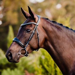 Meilleur nouveau concepteur anatomique cheval bride cristal doré COB cuir noir cristal muserolle sourcil-bande cheval de haute qualité - Product Image 5