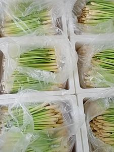 Hierba de limón congelada competitiva al mejor precio de exportación de Vietnam - Product Image 5