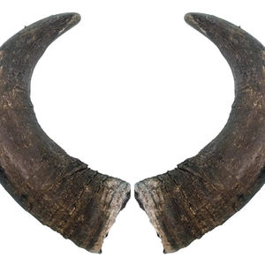 Cornes de buffle crues naturelles de qualité supérieure Style animal pour l'artisanat manche de couteau faisant des tasses en corne sculpture - Product Image 1