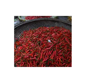 De fabricantes de Vietnam que venden productos naturales reales: chiles rojos secos de alta calidad