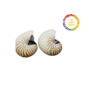 Conchas marinas de Nautilus pulidas naturales de gran tamaño con detalle de abulón para una decoración elegante del hogar y proyectos artesanales únicos - Product Image 1