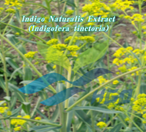 Suministro directo de fábrica HGO de extracto puro y natural de Indigo Naturalis (Indigofera tinctoria) en polvo herbal - Product Image 2