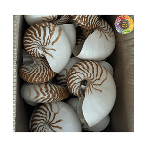 Concha de caracol, conchas marinas pulidas naturales, suministro a granel para proyectos creativos de bricolaje y obras de arte - Product Image 2